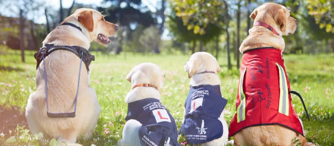 Czego podczas treningu uczą się psy przewodnicy niewidomych, aby naprawdę pomóc?